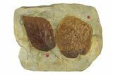 Plate with Two Fossil Leaves (Two Species) - Montana #269303-1